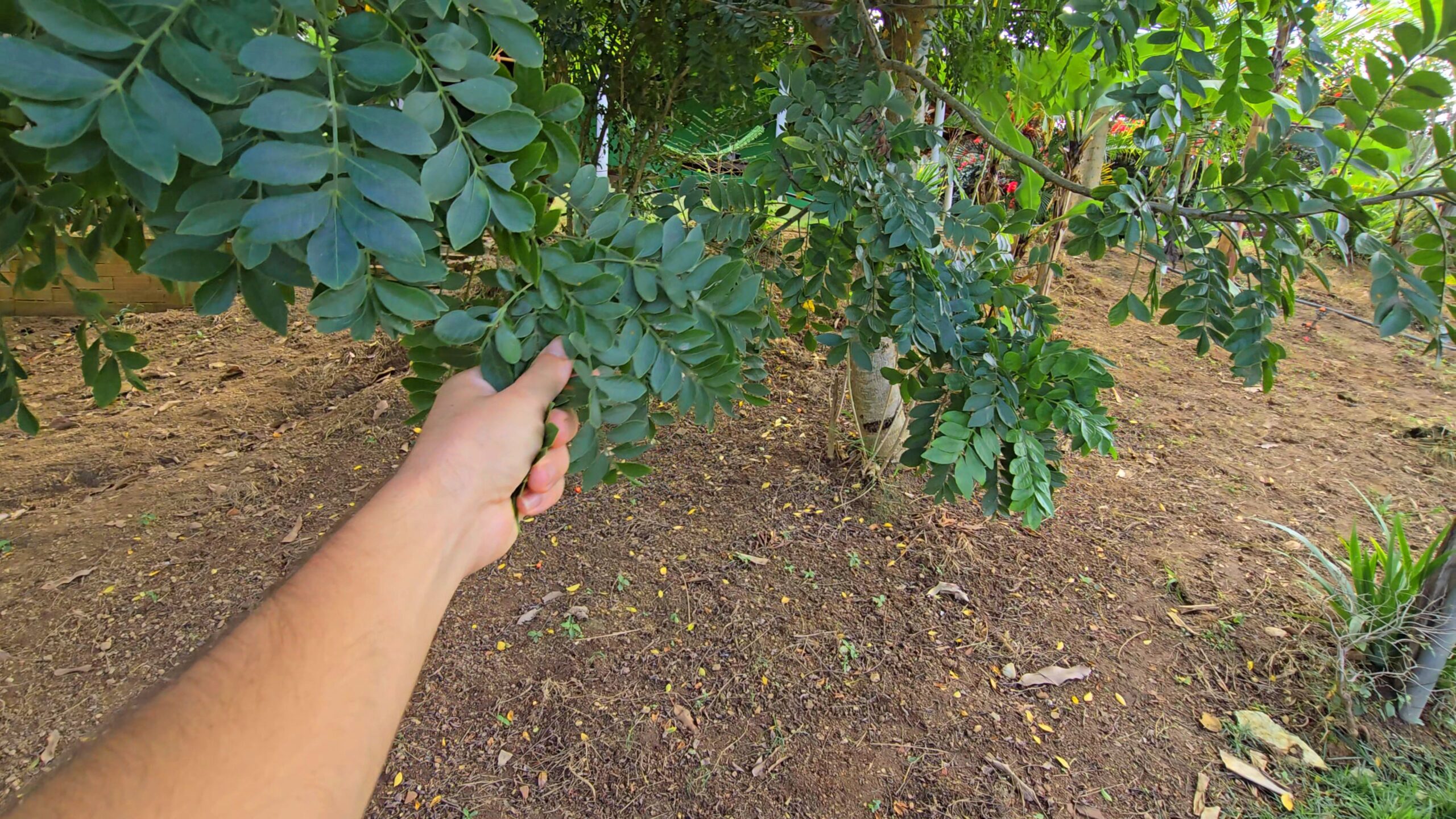 Snapshot_613-compressed (2)