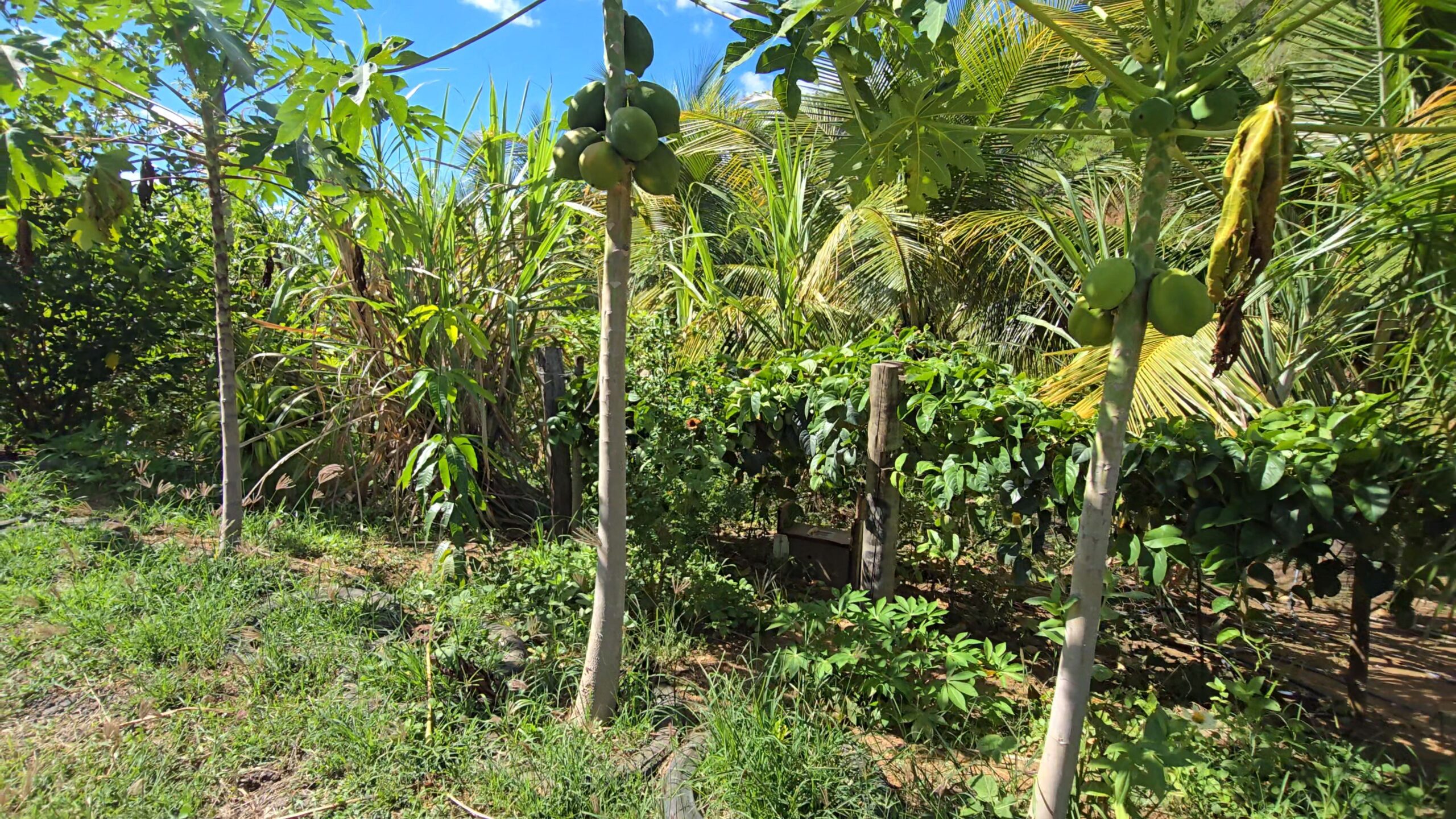 Snapshot_604-compressed (1)