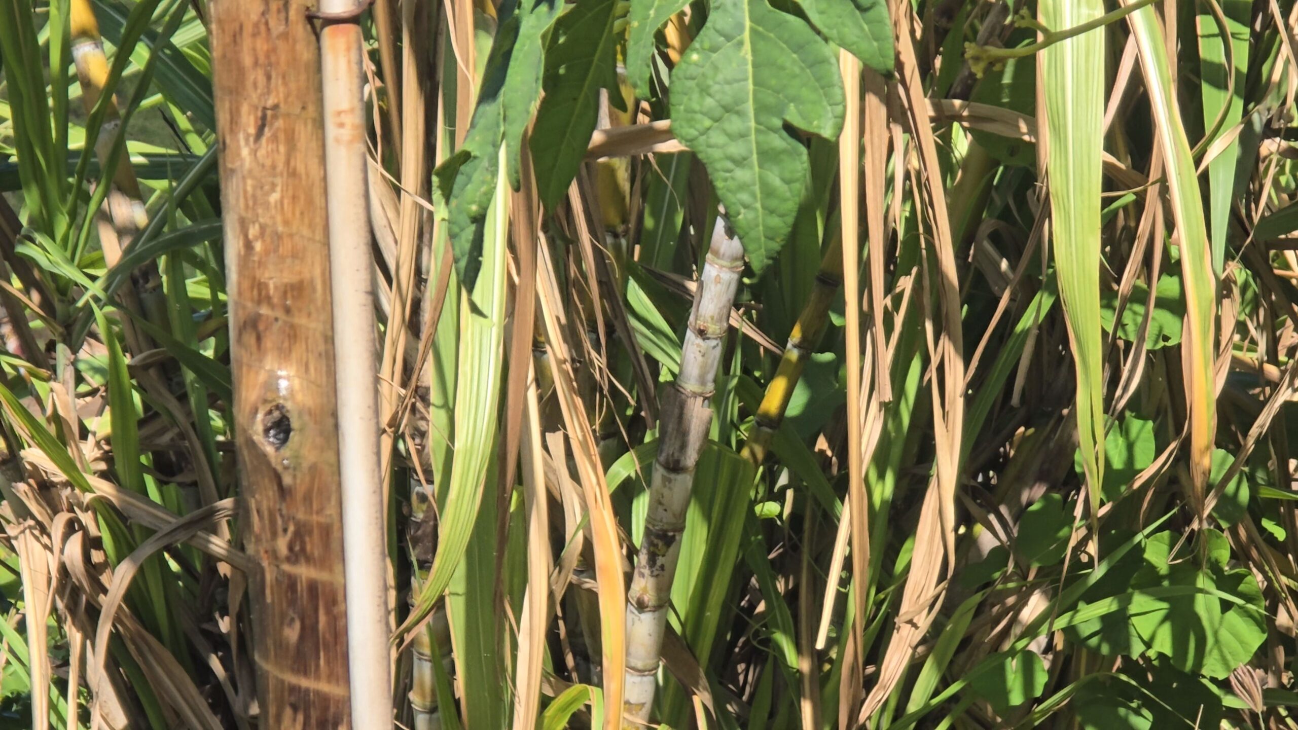 Snapshot_612-compressed (2)