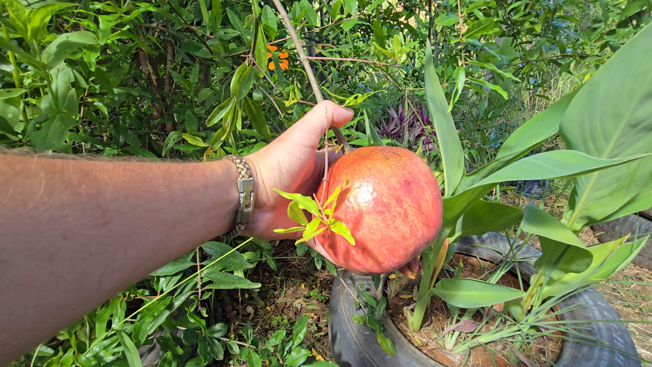 Snapshot_614-compressed (2)