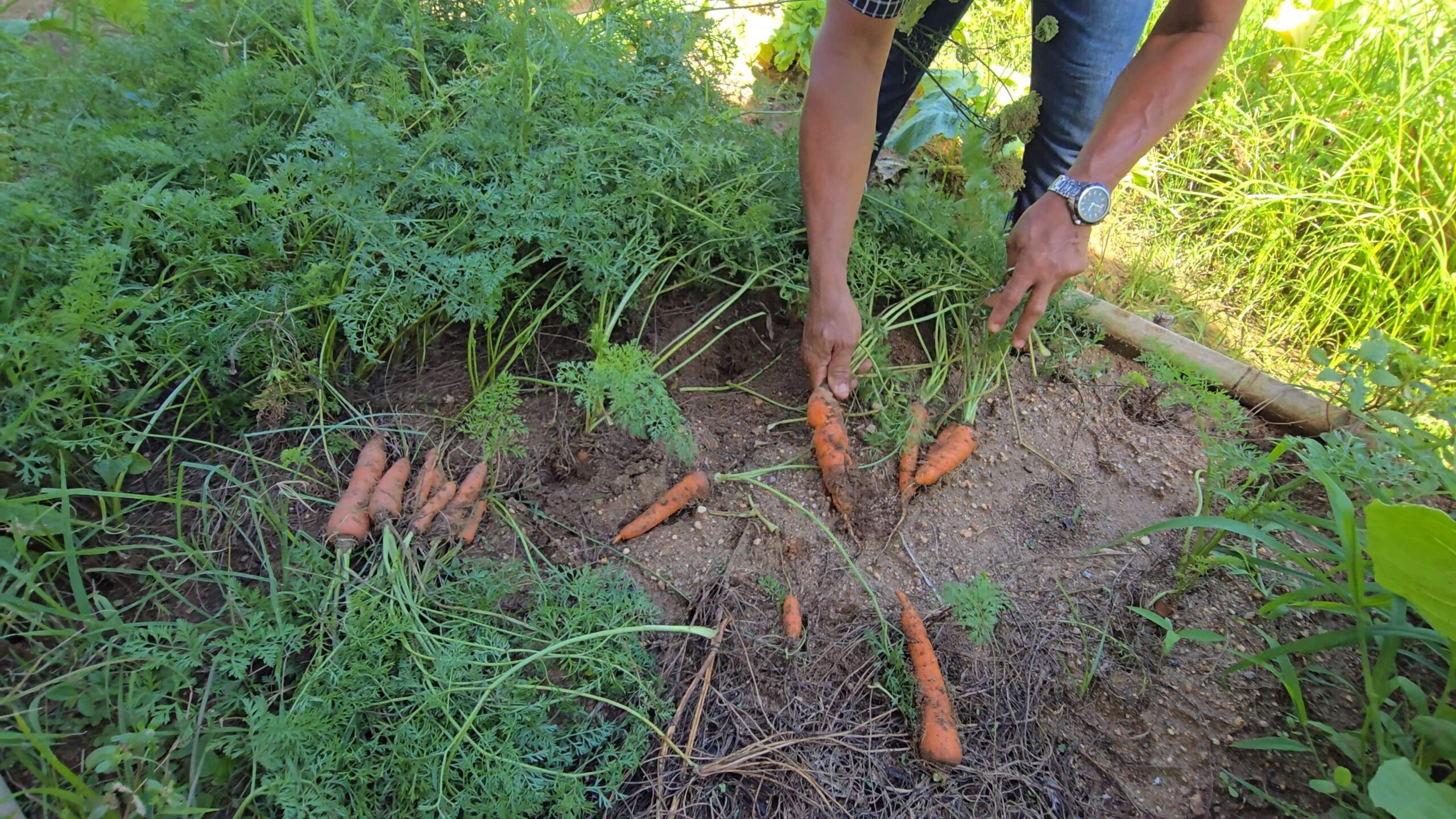 Snapshot_617-compressed-compressed