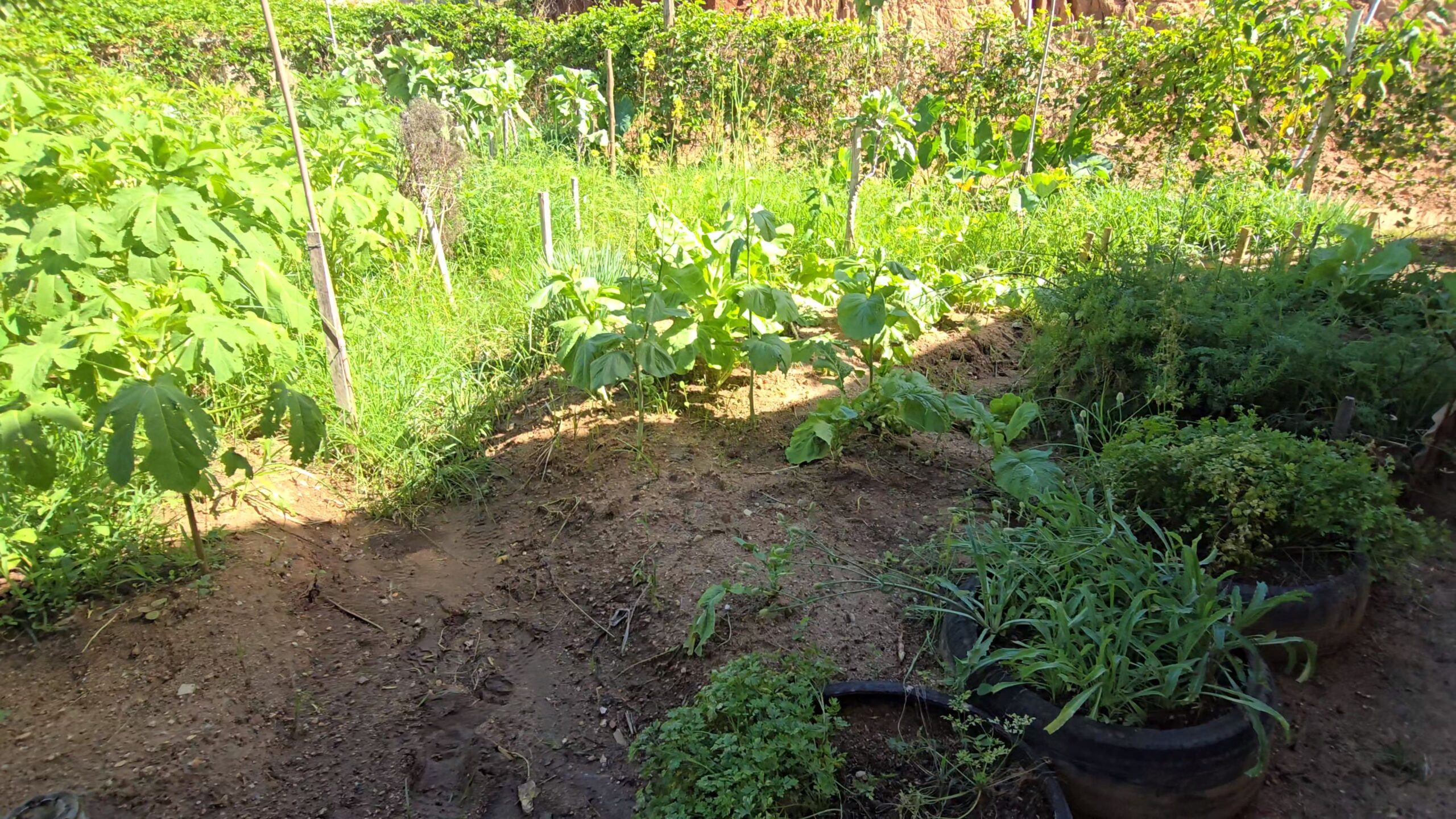 Snapshot_618-compressed